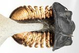 Morocconites Trilobite Fossil - Rock Removed Under Shell #209714-3